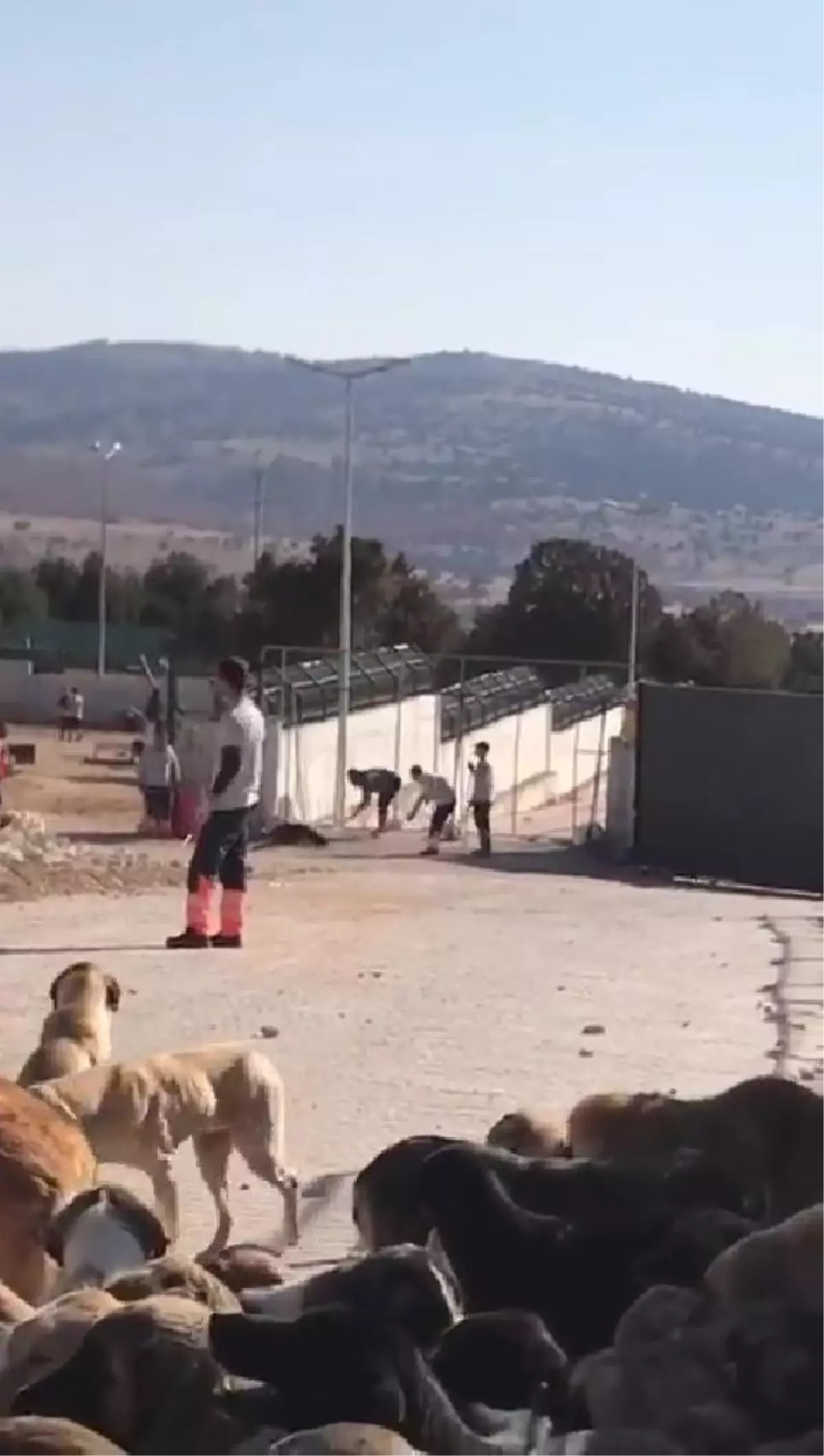 Köpeğin kürekle öldürülmesinde 2 sanığın tahliyesine başsavcılıktan itiraz