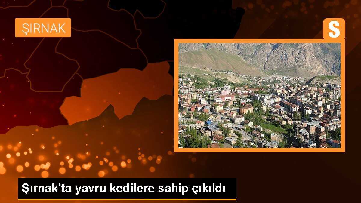 Şırnak\'ta yavru kedilere sahip çıkıldı