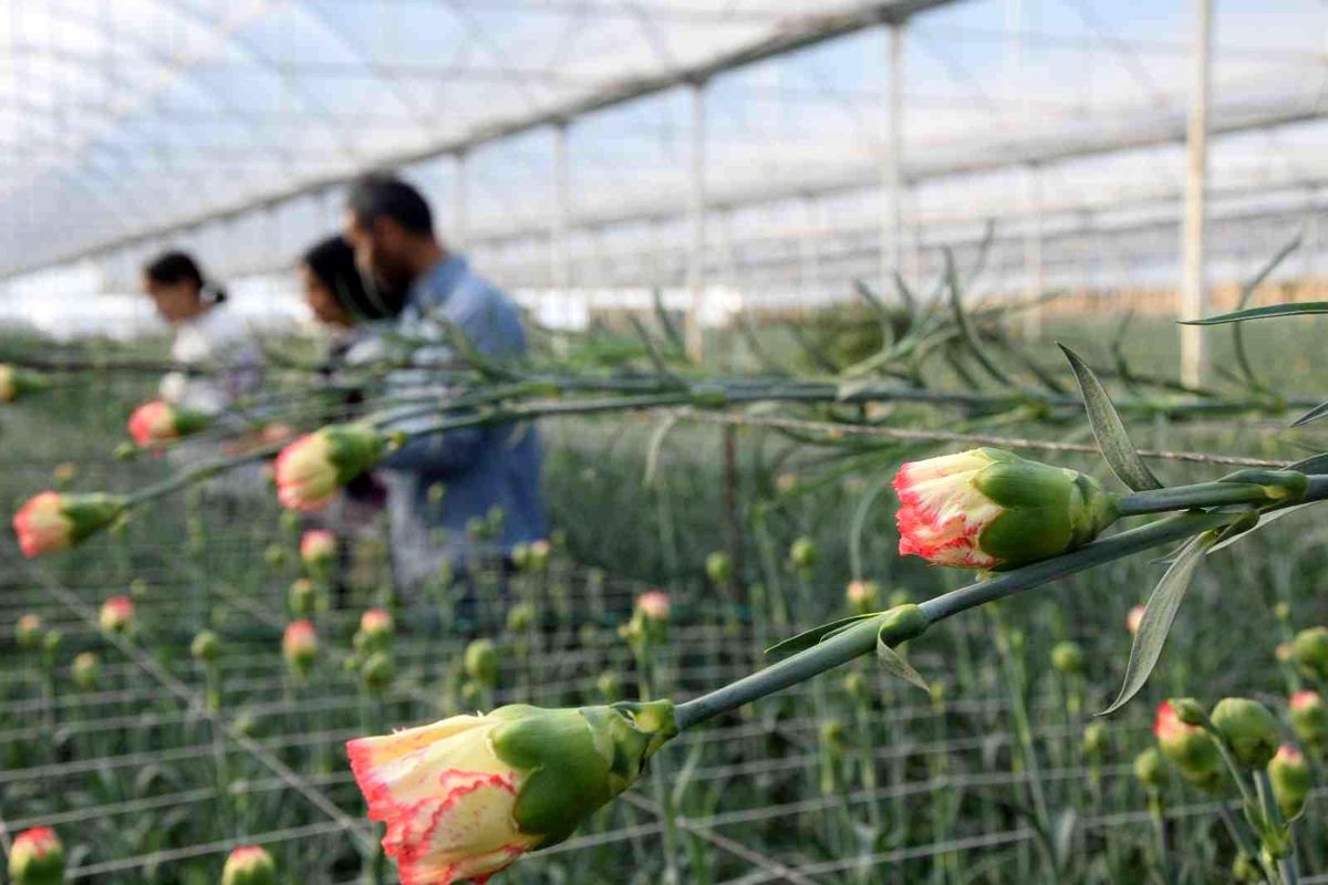 Tanesi 2 ile 5 TL arasında satılıyor kimse yetiştirmeye cesaret edemiyor