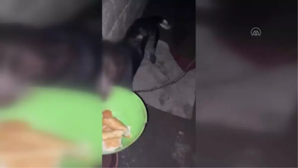 Av köpeğinin yakılarak öldürüldüğü iddiasına ilişkin soruşturma başlatıldı