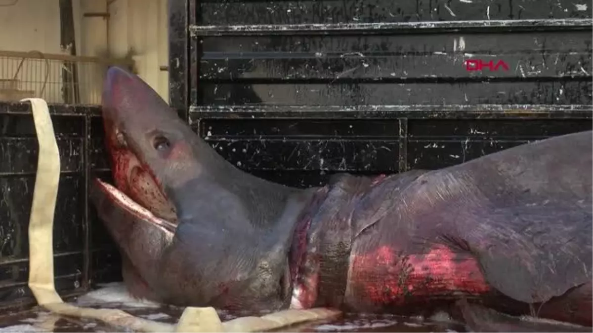 İZMİR\'DE YAKALANAN KÖPEK BALIĞI EĞİTİM AMAÇLI MUMYALANIP, SERGİLENECEK