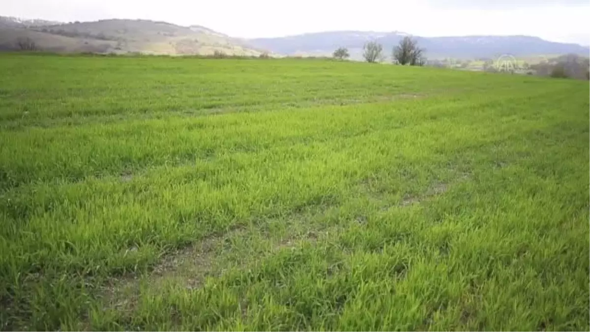 Trakya\'da etkili olan meteorolojik kuraklık tarımsal üretimi olumsuz etkiliyor