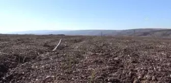 Orta Anadolu'daki kuraklık ekinin çimlenmesini geciktirdi