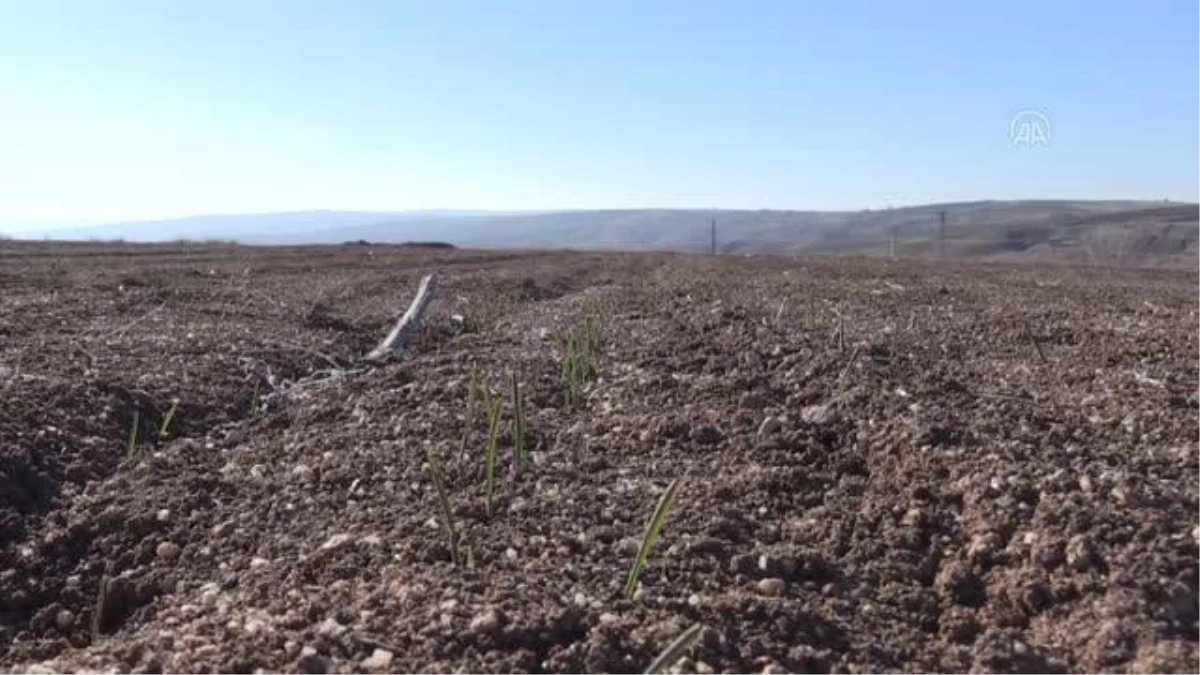 Orta Anadolu\'daki kuraklık ekinin çimlenmesini geciktirdi