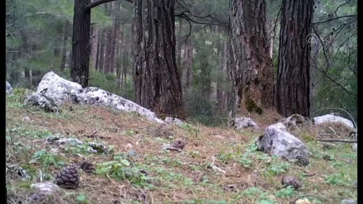 Yaban keçilerinin kavgası fotokapana takıldı