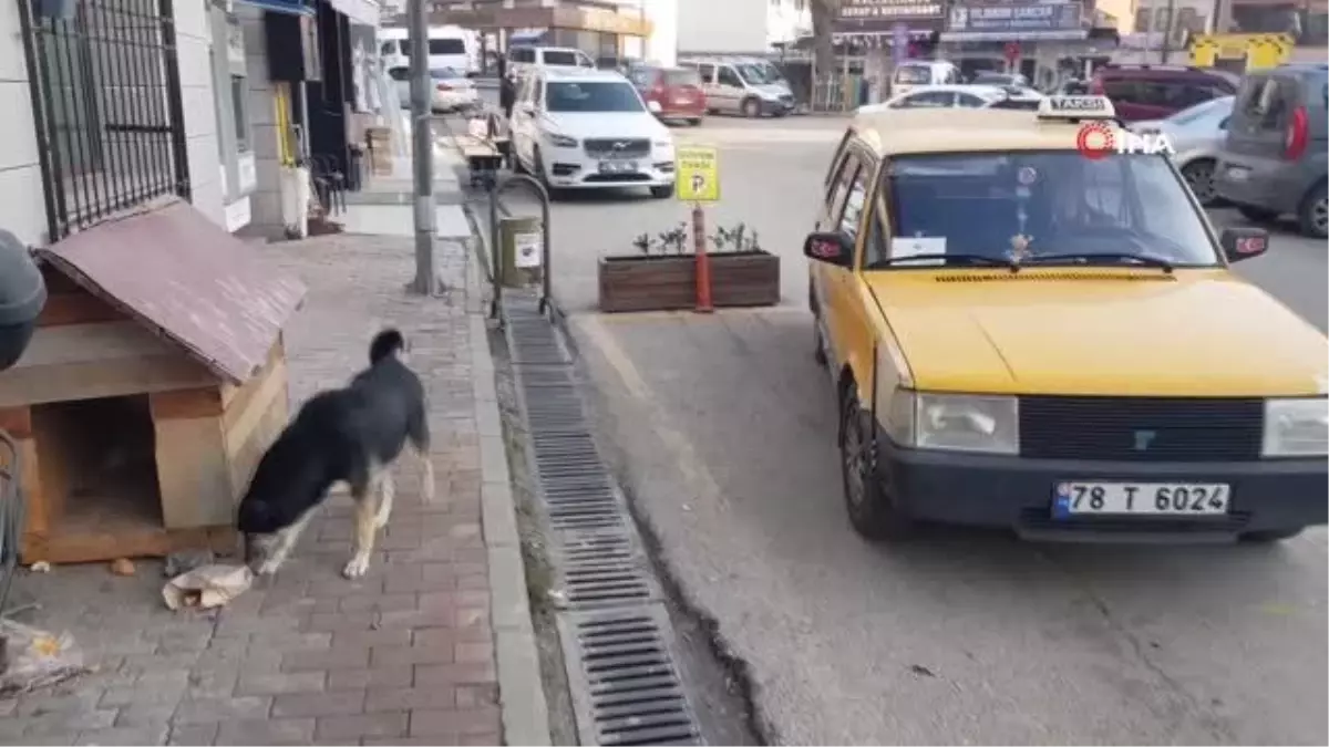 Yıllardır beslediği sokak hayvanları onun yolunu gözlüyor