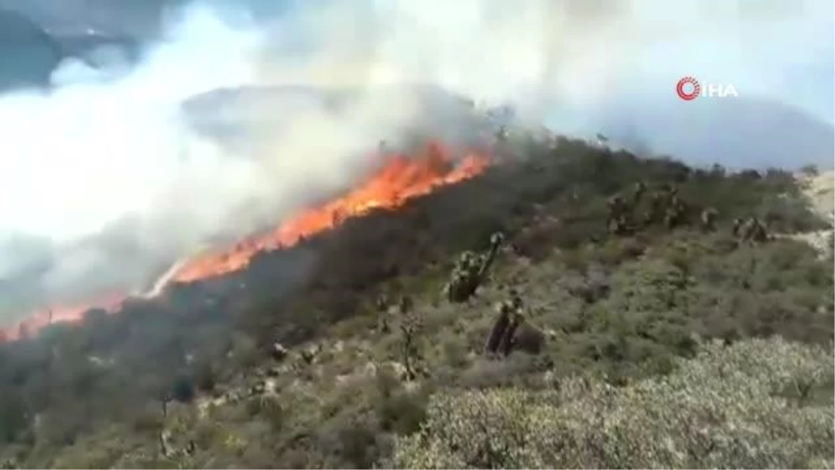 Meksika\'da orman yangını