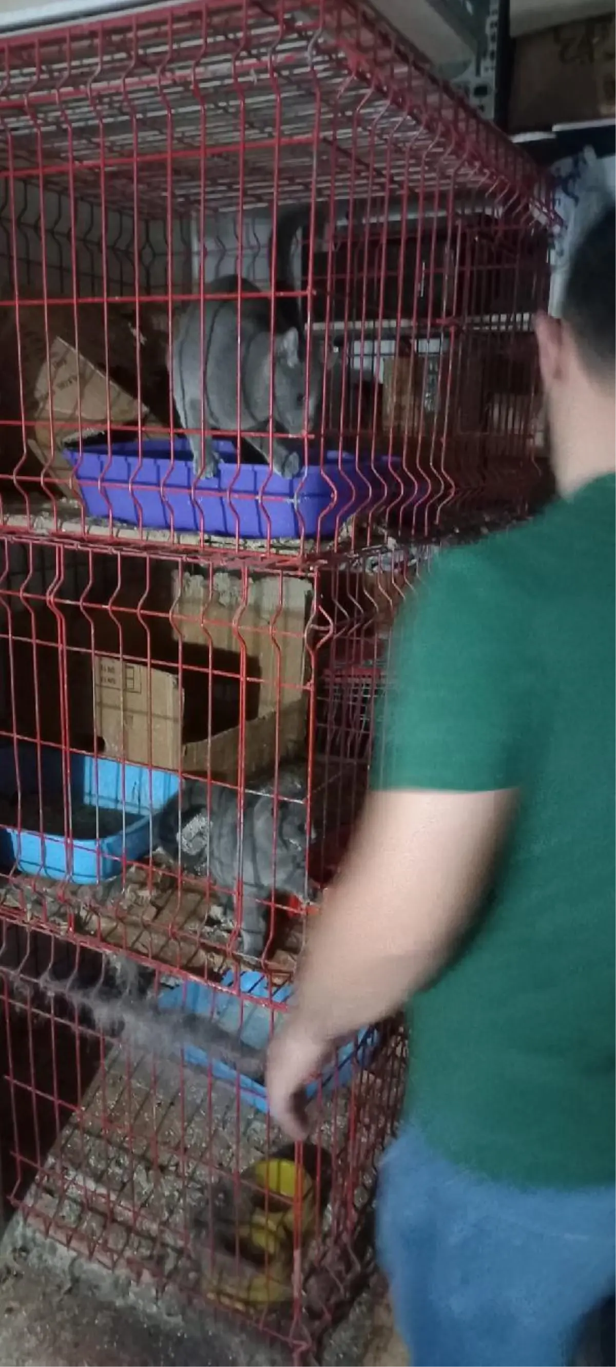 Pet shop\'ta kaçak evcil hayvan satışına 22 bin lira ceza