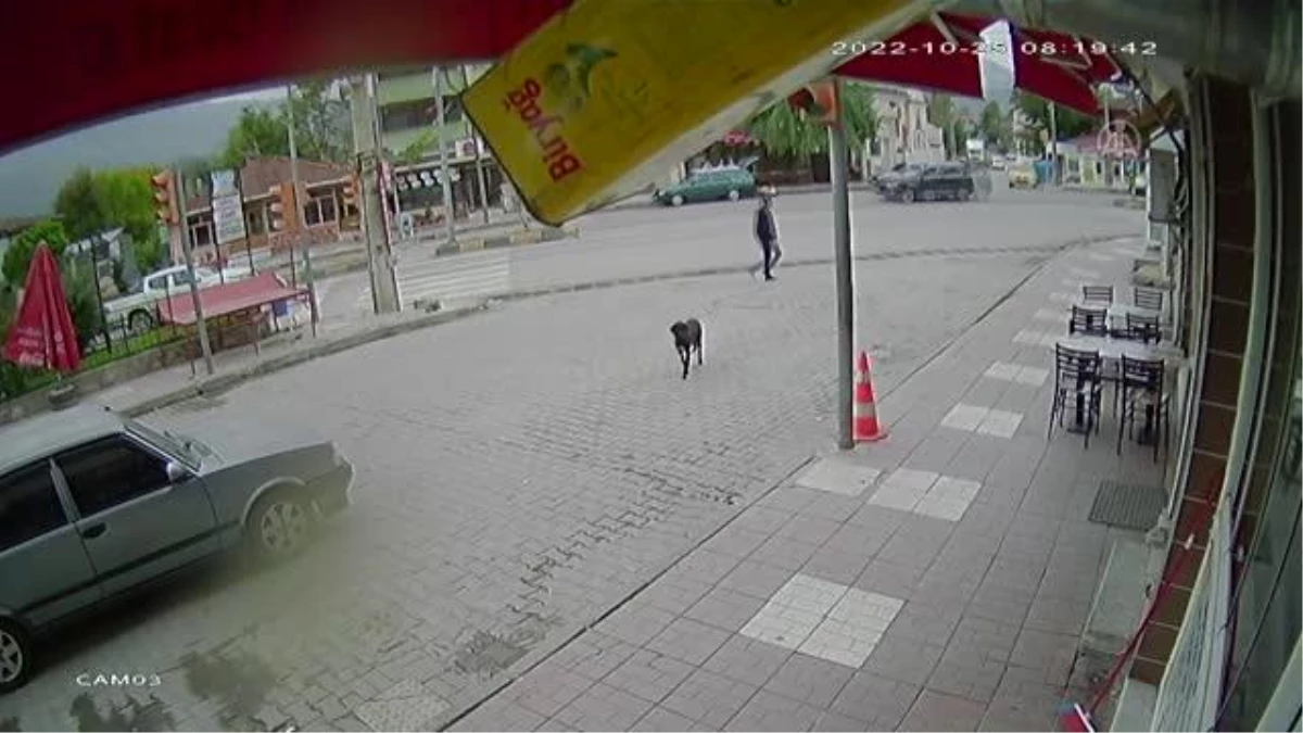 KASTAMONU - Köpeğin lokantanın önündeki yemek kovasını yavruları için götürmesi kamerada