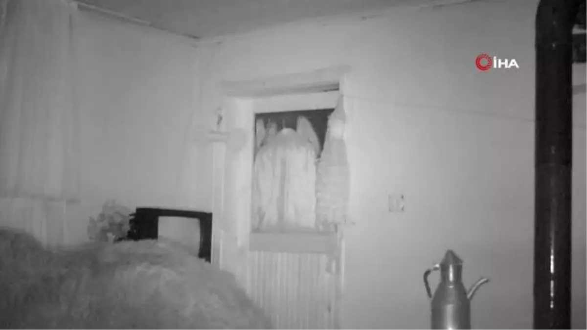 Kış uykusuna yatmayan dev ayı yayla evlerine dadandı