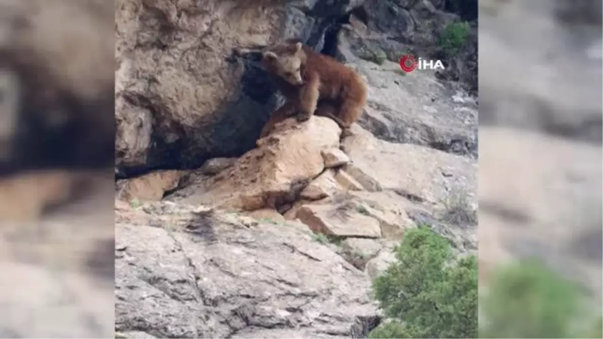 Özlenen kış gelmedi, ayılar kış uykusuna yatmadı