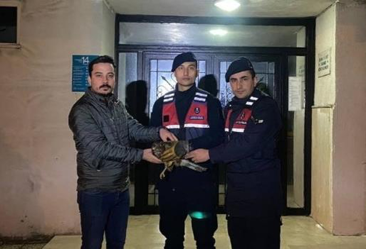 Zonguldak\'ta yaralı bulunan şahin tedaviye alındı