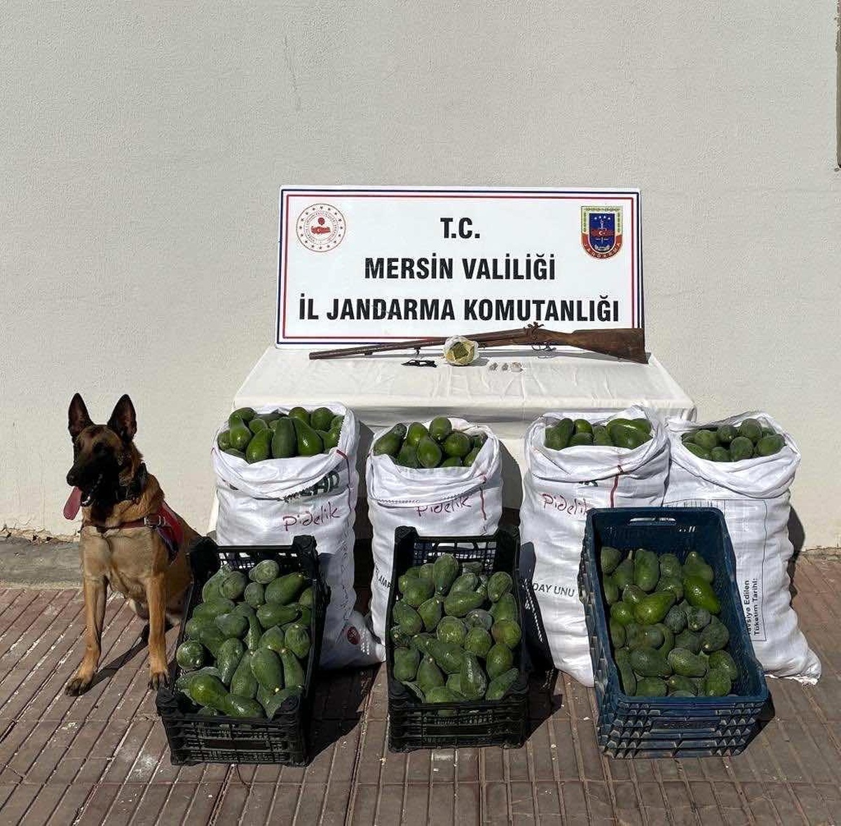 Avokado hırsızları jandarmadan kaçamadı
