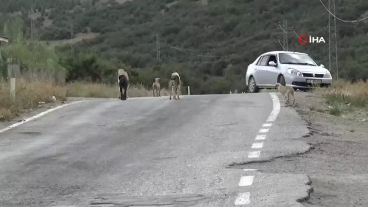 Emekli olunca kendini sokak köpeklerine adadı