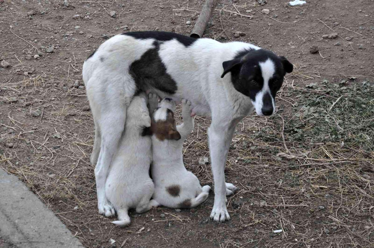 Kars\'ta anne köpek yavrularını doyurdu