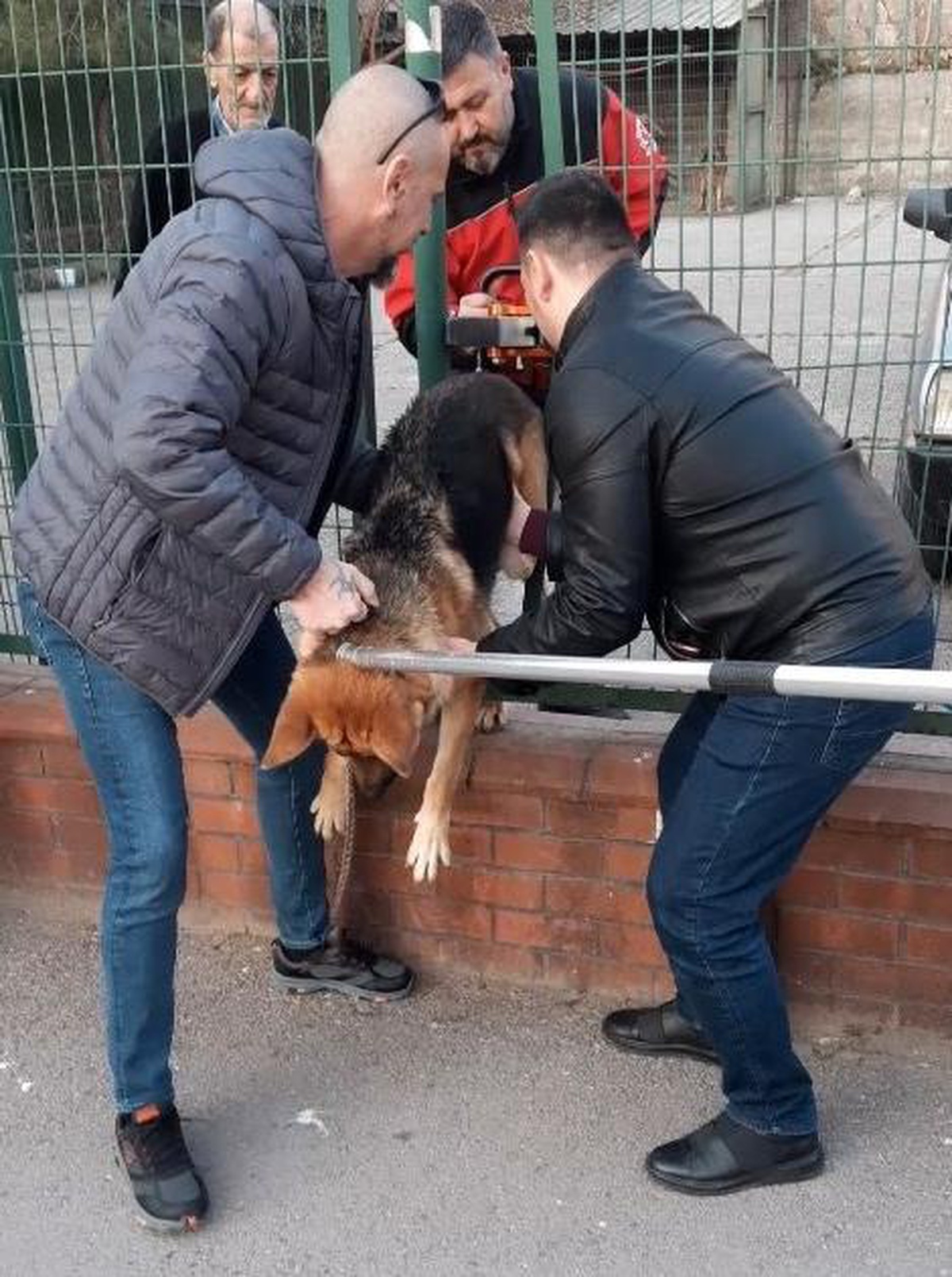 Kocaeli\'de demir çitlere sıkışan köpeği itfaiye kurtardı