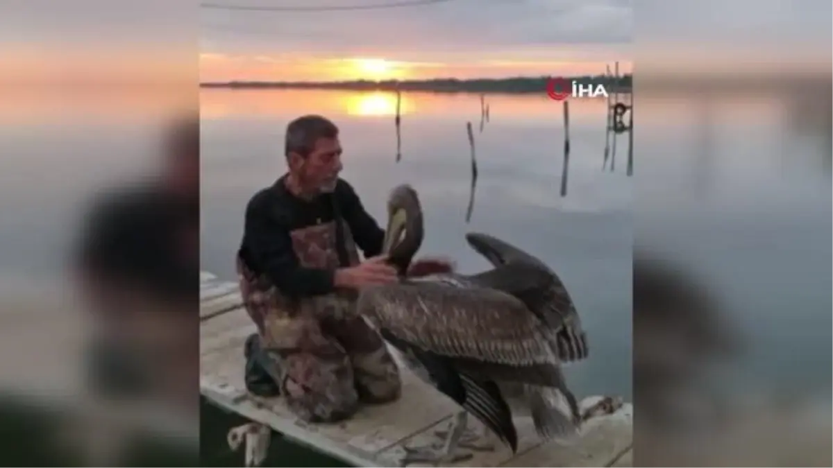 Pelikanla, balıkçının dostluğu
