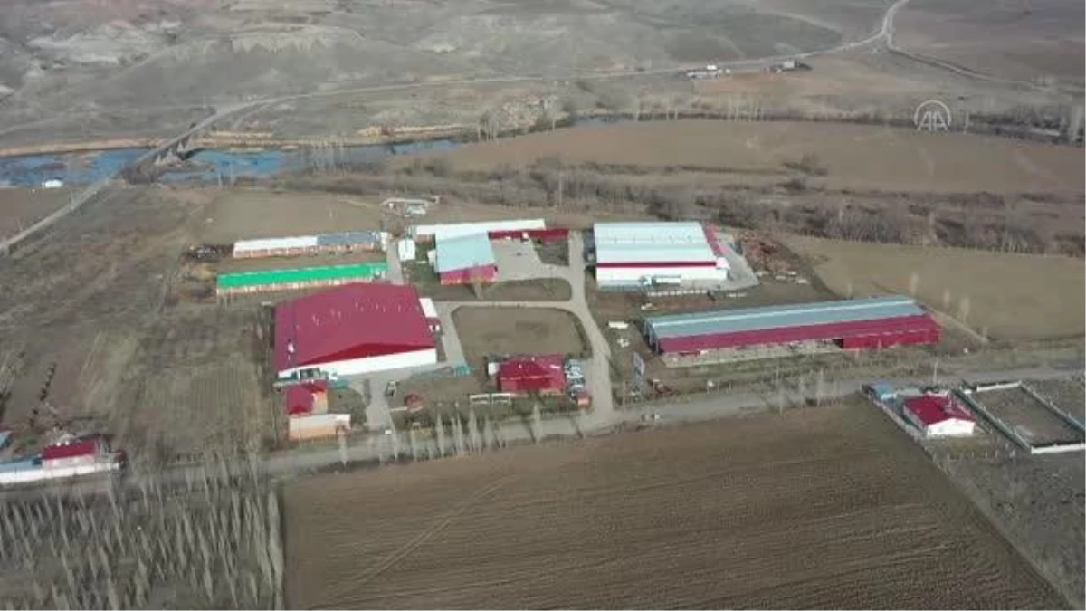 Devlet desteğiyle kurulan tesiste günlük 3 ton mantar üretiliyor