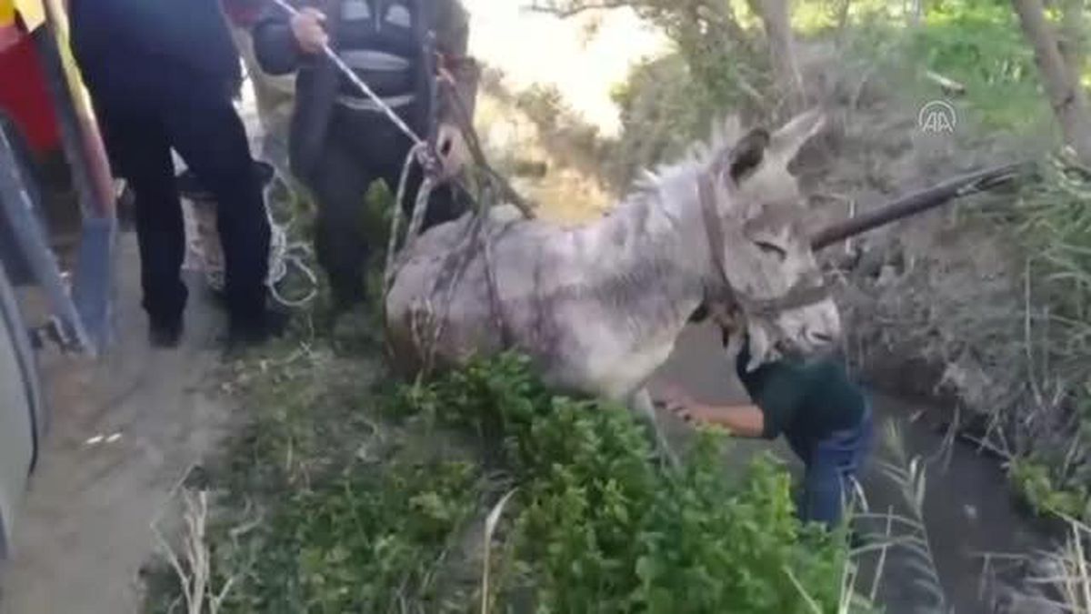 Hatay'da sulama kanalına düşen eşeği itfaiye kurtardı