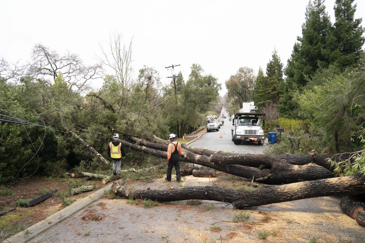 ABD\'nin San Francisco Körfez Bölgesi\'nde Fırtınada Devrilen Ağaçlar Temizleniyor