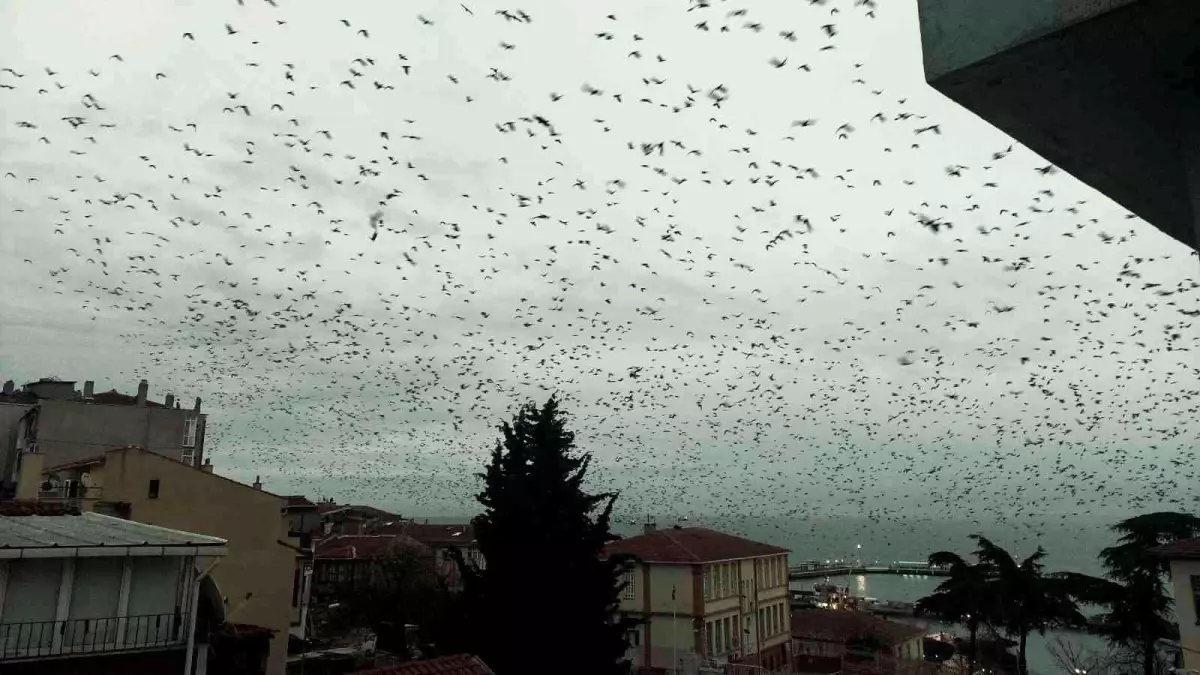 Gökyüzünü kaplayan karga sürüsü korku filmlerini aratmadı