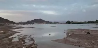 Medine'de yağışların ardından dağlar ve ovalar yeşile büründü