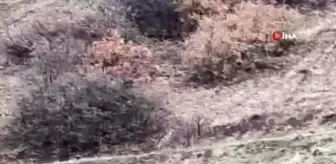 Nesli tükenme tehlikesi altındaki çizgili sırtlan Elazığ'da görüntülendi