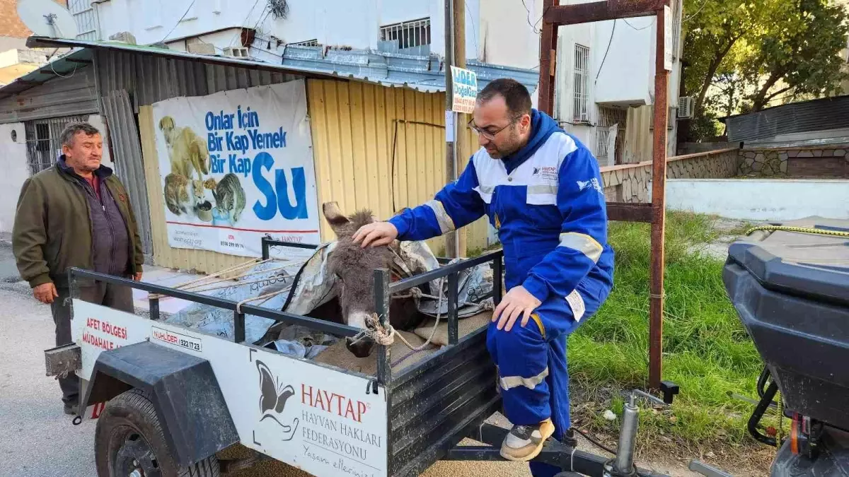 Ölüme terk edilen eşek, Osmaniye\'de tedavi altına alındı