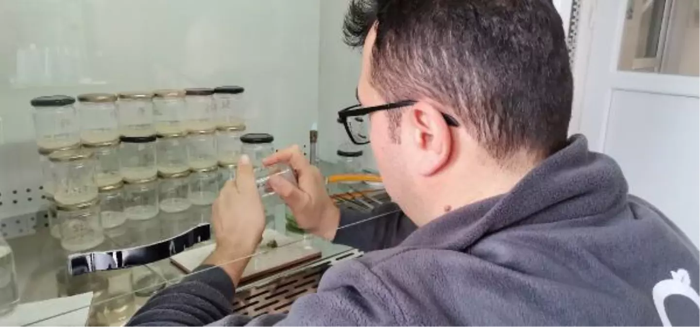 KLONLANAN 6 BİTKİ TÜRÜNDEN 40 BİN FİDAN