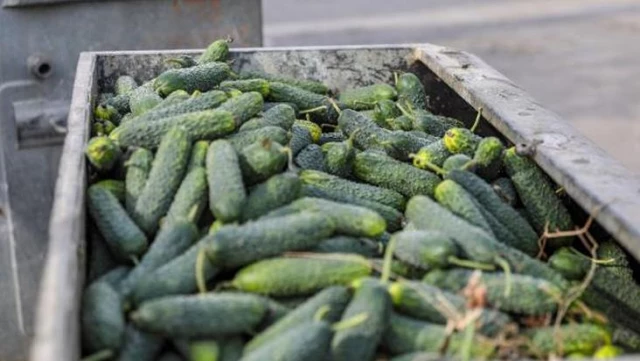 Sebze halinde tepki çeken manzara! Kilolarca dikenli salatalık 'Türkiye'de yiyen yok' diye çöpe atıldı