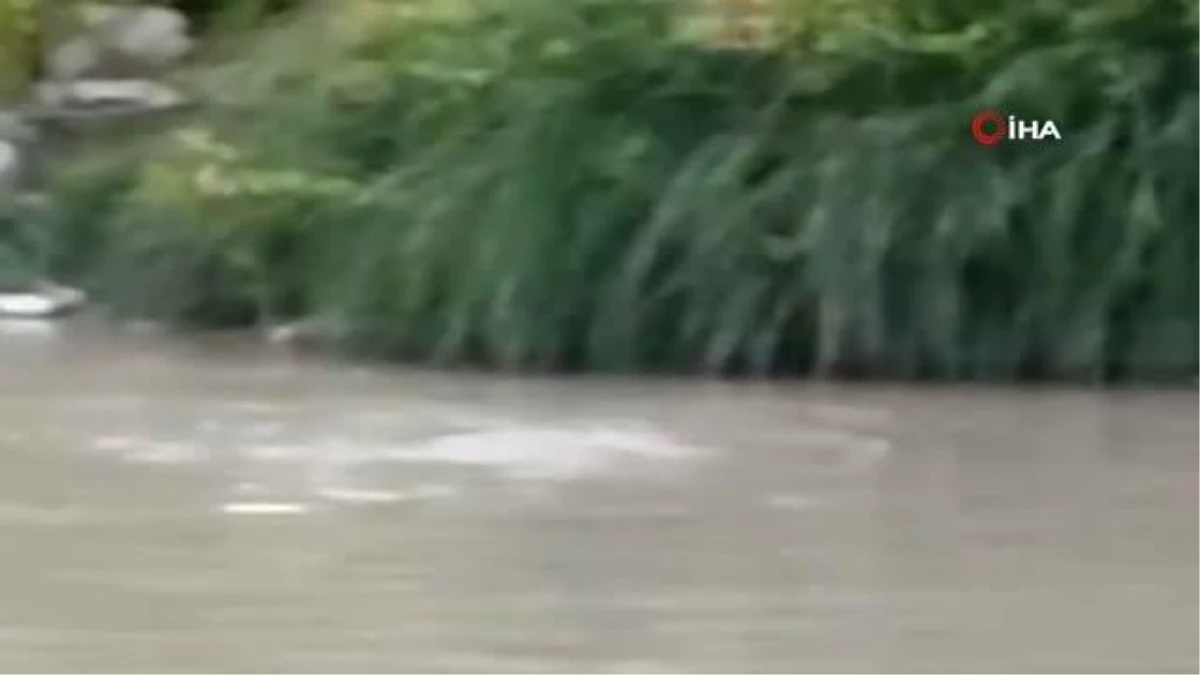 Şırnak\'ta nesli tükenme tehlikesi altında olan su samuru görüntülendi