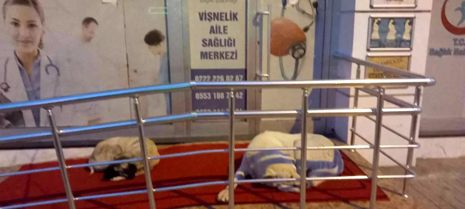 Vişnelik Aile Sağlığı Merkezi önünde sevimli köpekler geceleri nöbet bekliyor