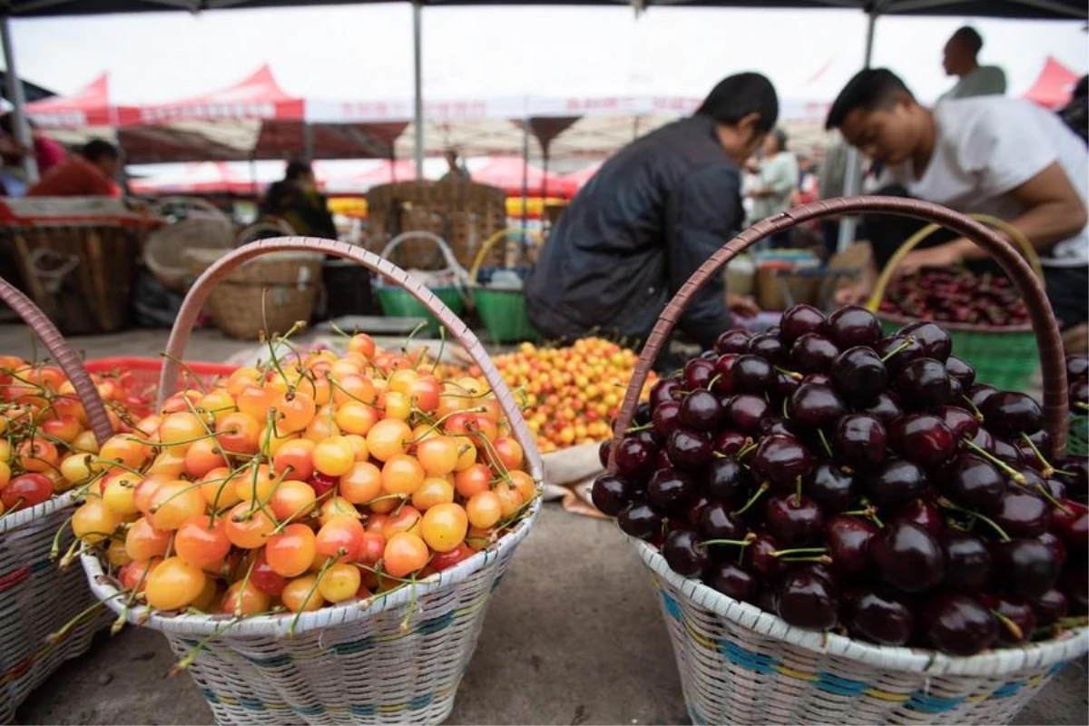 Çin\'in Dalian Limanı, Şili Kirazı İçin Doğrudan Nakliye Hattı Açtı