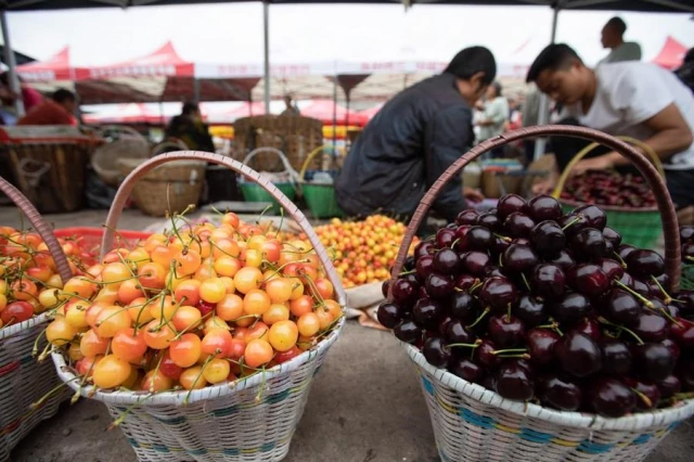 Çin'in Dalian Limanı, Şili Kirazı İçin Doğrudan Nakliye Hattı Açtı