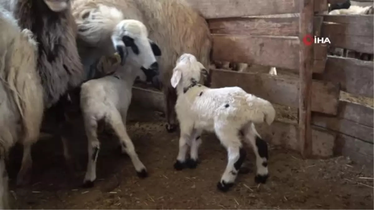 Elazığ\'da yeni yılın ilk kuzuları dünyaya geldi, üreticiyi tatlı telaş sardı