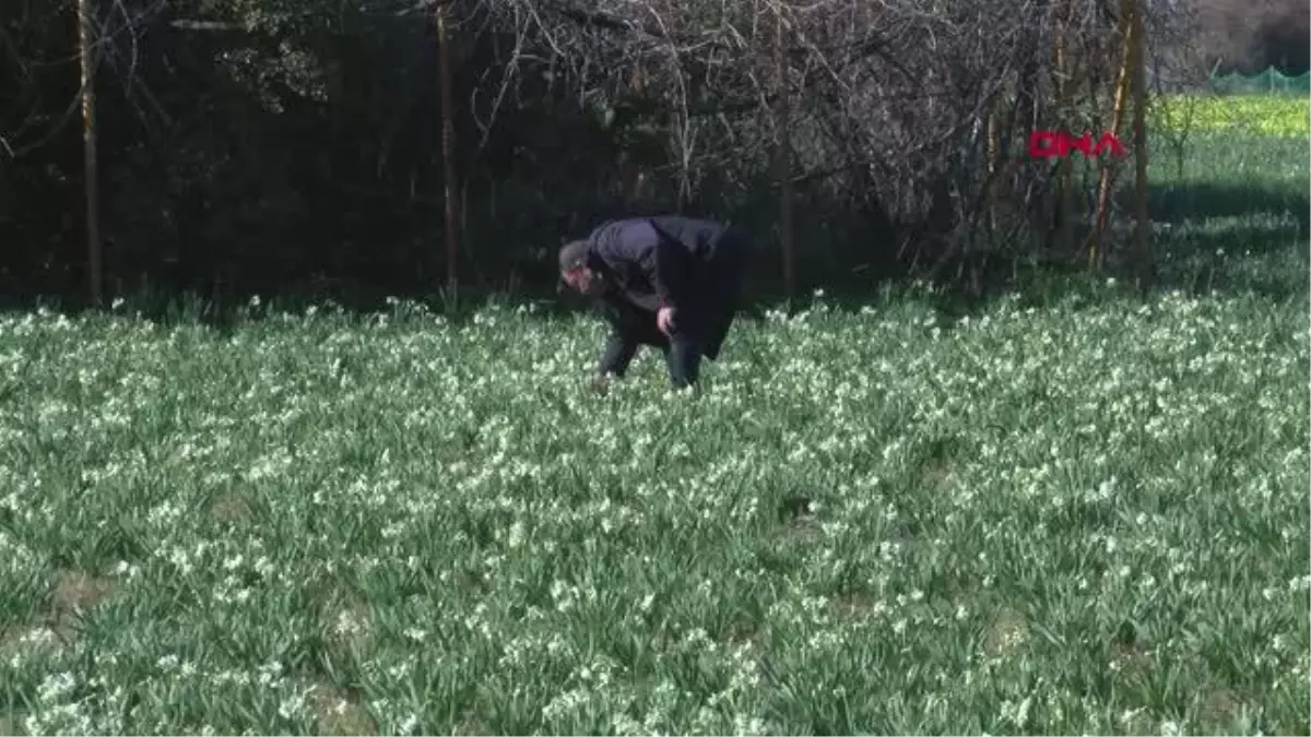 NERGİS ÇİÇEĞİ KARABURUN\'DAN TÜRKİYE\'NİN DÖRT BİR YANINA GÖNDERİLİYOR