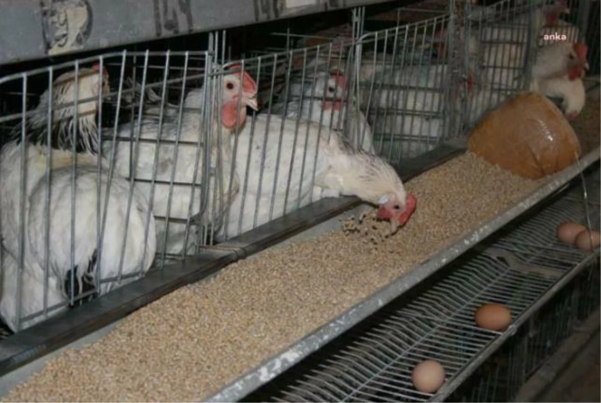Tüik: Kasımda Tavuk Eti Üretimi Yüzde 6, Yumurta Üretimi de Yüzde 1,7 Azaldı