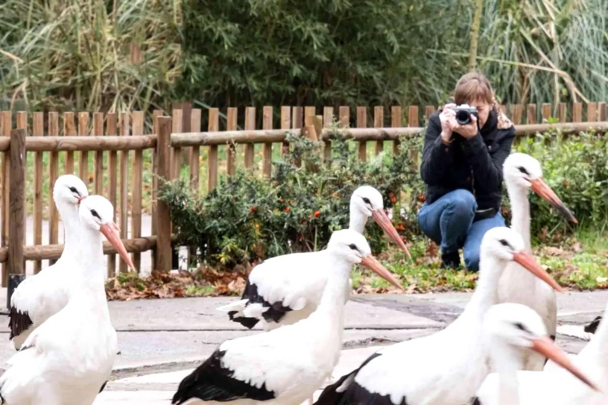Bu leyleği fotoğraflamak için 2 bin kilometre yol katetti