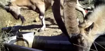 Dağların süsü olan yaban keçisi sürücü böyle görüntülendi