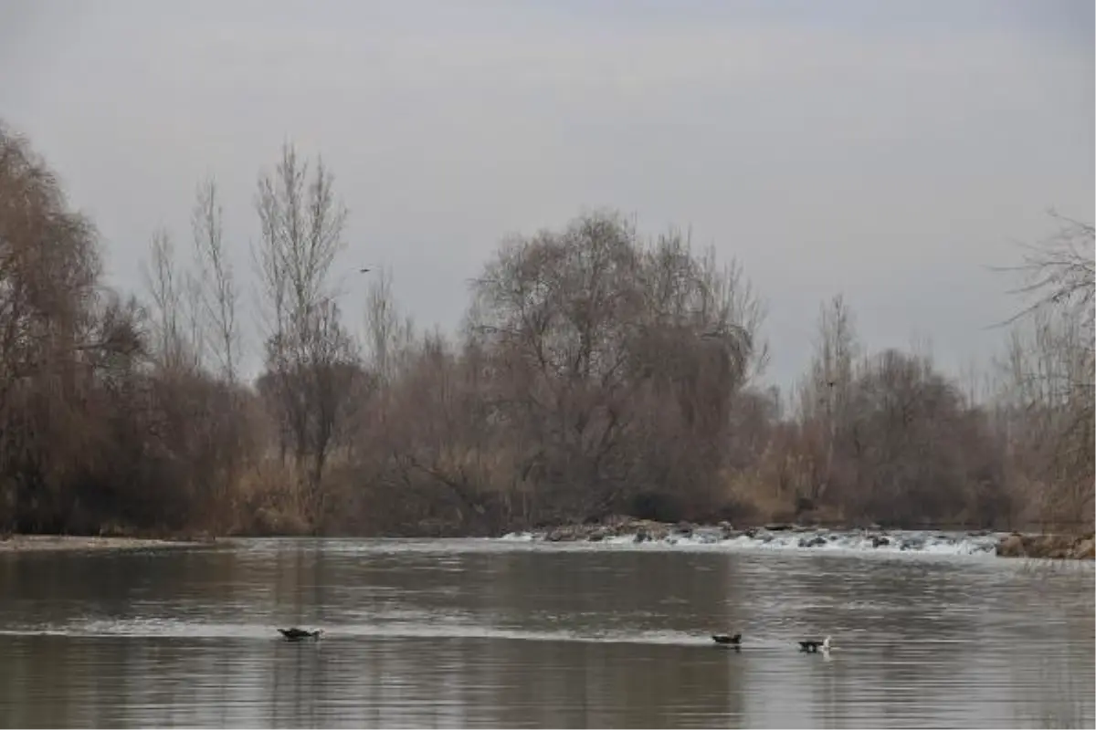 DİCLE NEHRİ\'NDE 3 BALIK TÜRÜ TEHLİKEDE