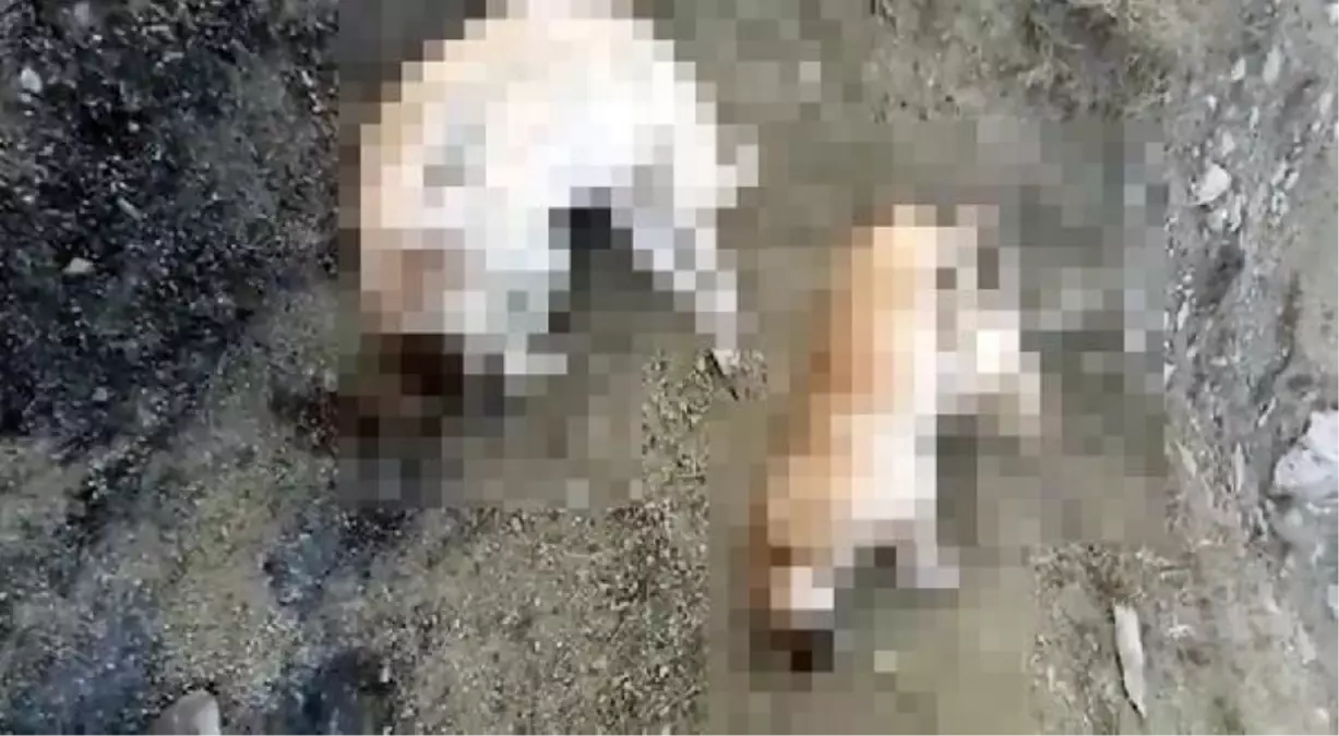 ELAZIĞ\'DA 5 KÖPEK ÖLÜ BULUNDU; SAVCILIK SORUŞTURMA BAŞLATTI