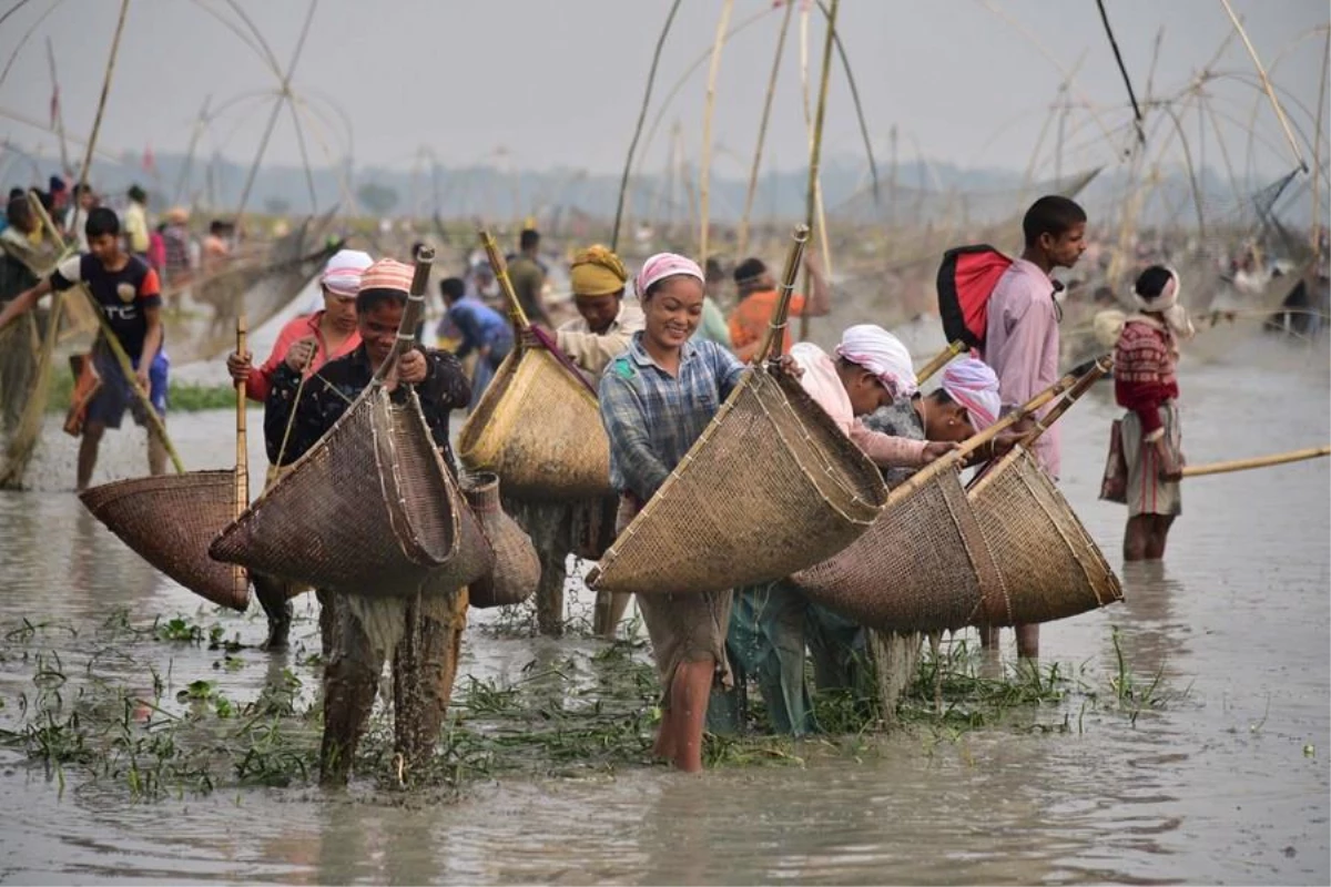 Hindistan\'ın Assam Eyaletinde Bhogali Bihu Festivali İçin Toplu Halde Balık Tutuldu