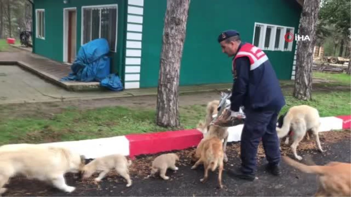 Jandarma sokak hayvanlarını yalnız bırakmadı