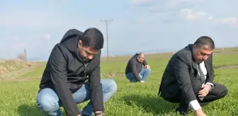 Kahramanmaraş'ta tarım alanlarını istila eden farelerle 'zehirli buğdaylı' mücadele