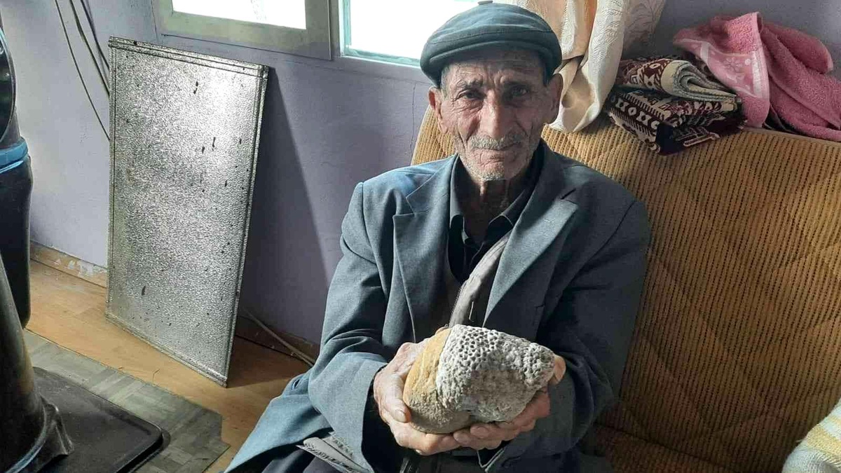 Milyonlarca yıllık arı peteği fosili buldu