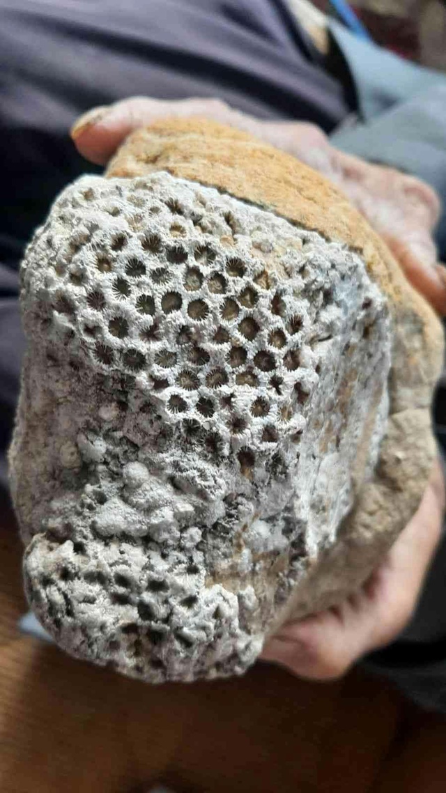 Milyonlarca yıllık arı peteği fosili buldu Milyonlarca yıllık arı peteği fosili buldu