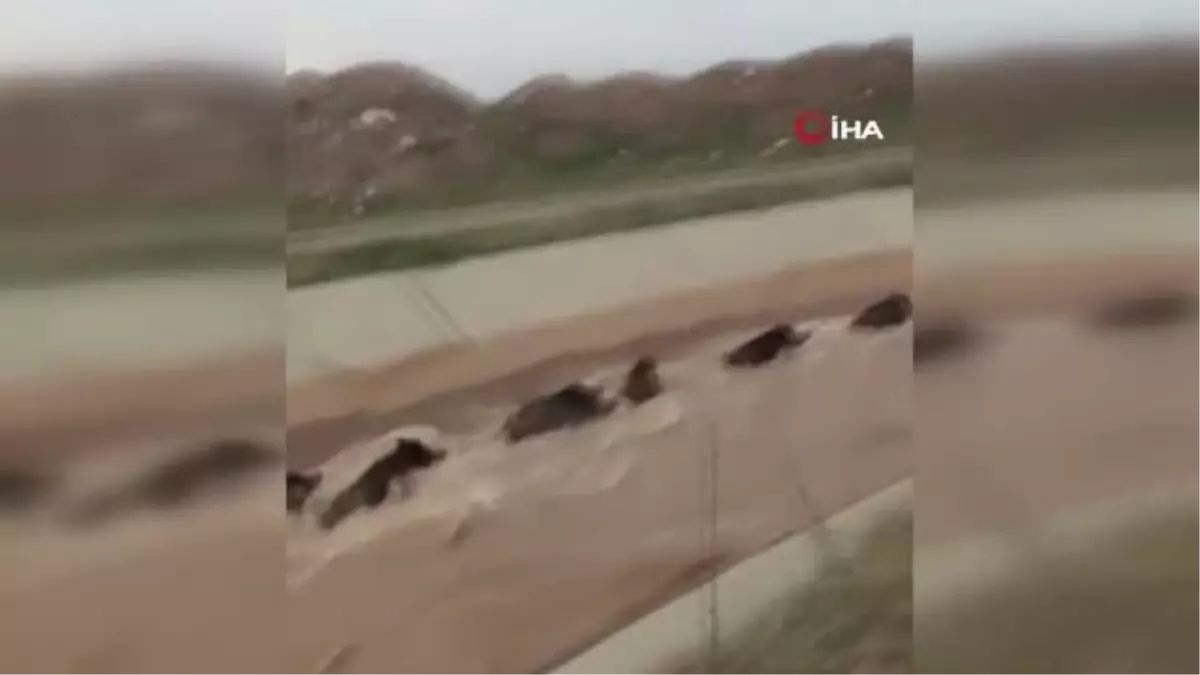 Yaban domuzları su kanalında böyle görüntülendi