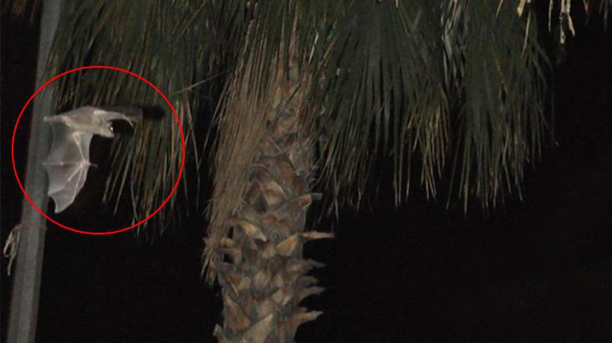 Yarasaların istila ettiği ilçede vatandaşlar tedirgin: İlk kez bu kadar büyüğünü görüyoruz