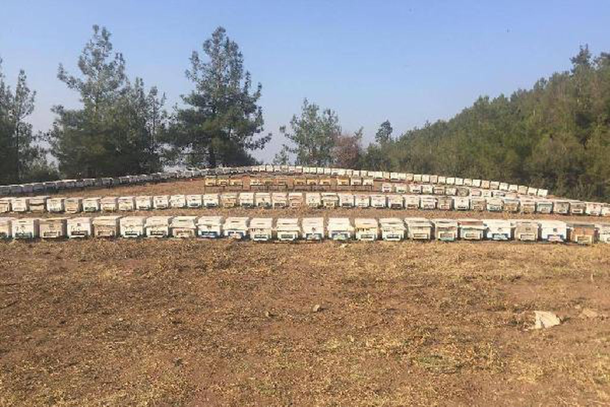 Balda 41,5 milyon dolarlık ihracat