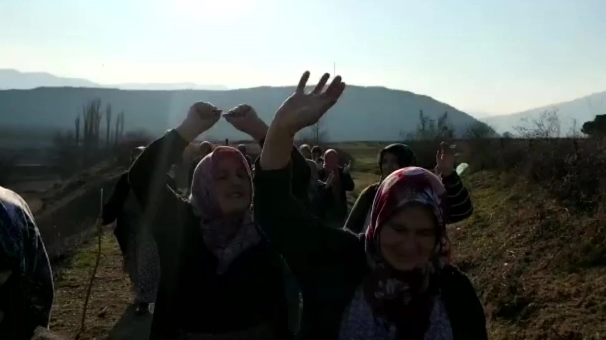 Çambükü Köylüsü, Amasya Valisi\'ne Sökülmüş Ağaç ile Seslendi: "Bu Kökler Kaç Senede Toprağa Kök Veriyor? Bu Kiraz Ağacının Günahı Sana Sorulsun"